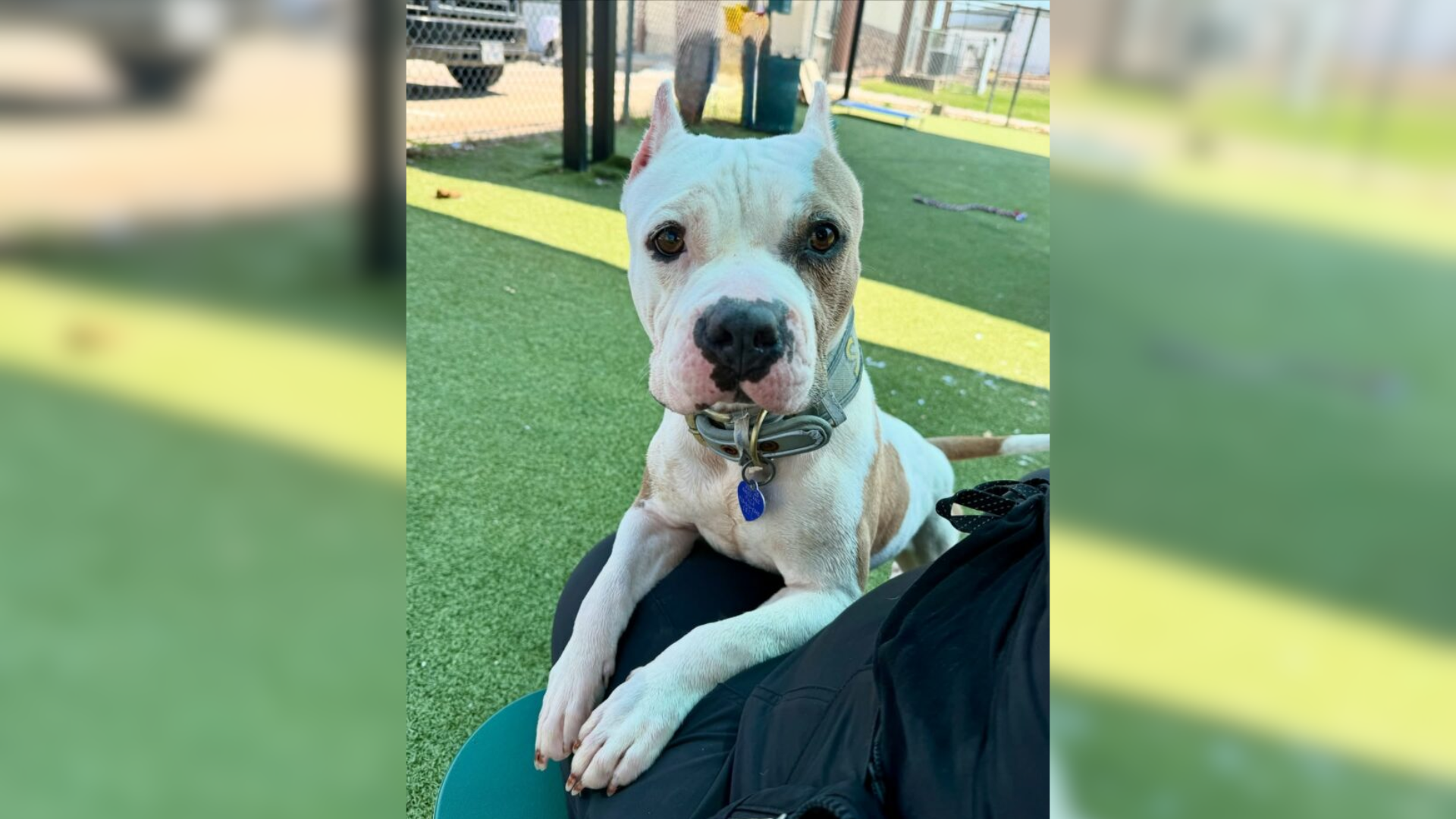 dog on playground