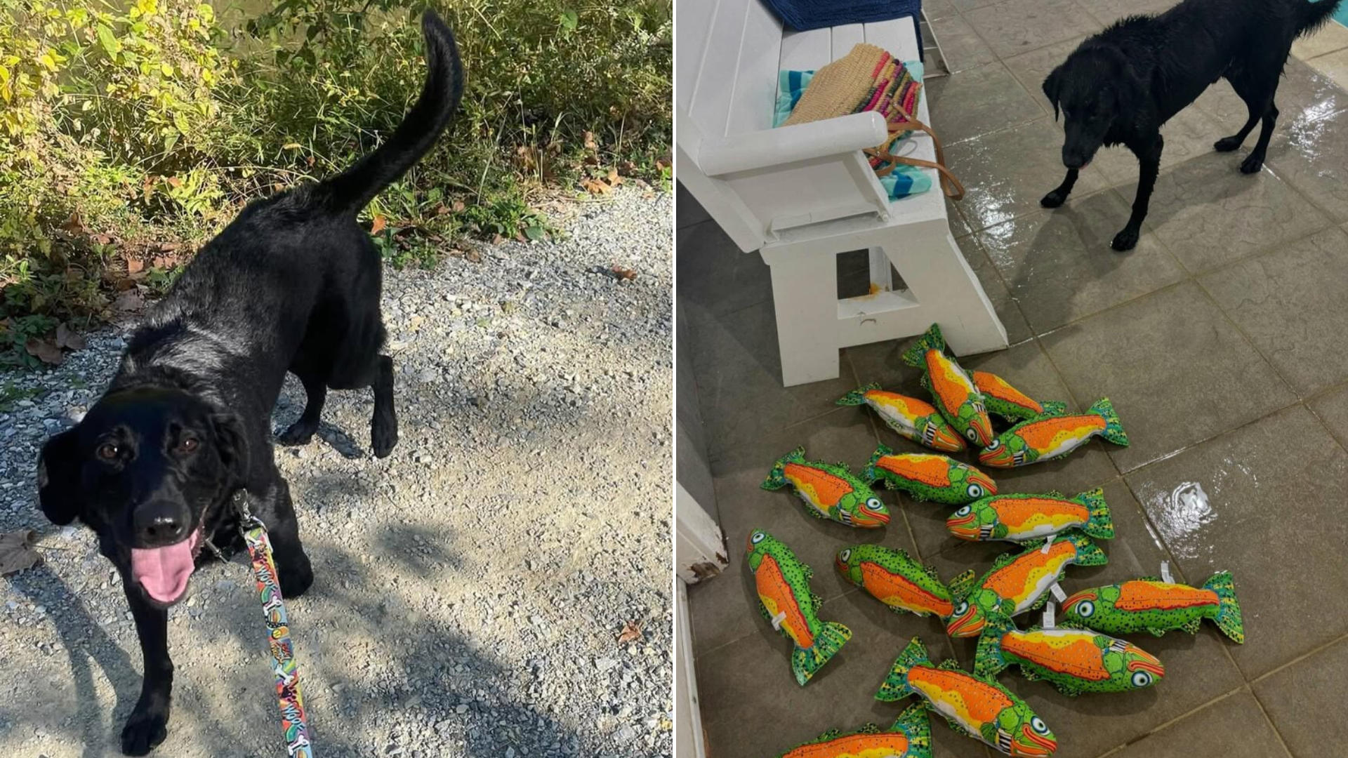 dog with toys