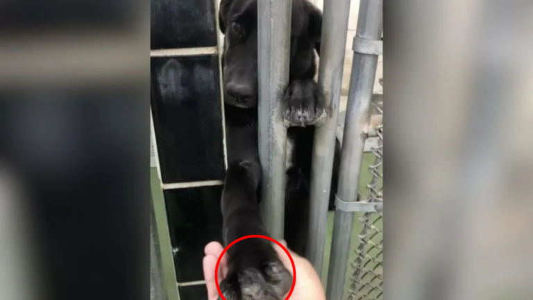 dog reaching through kennel