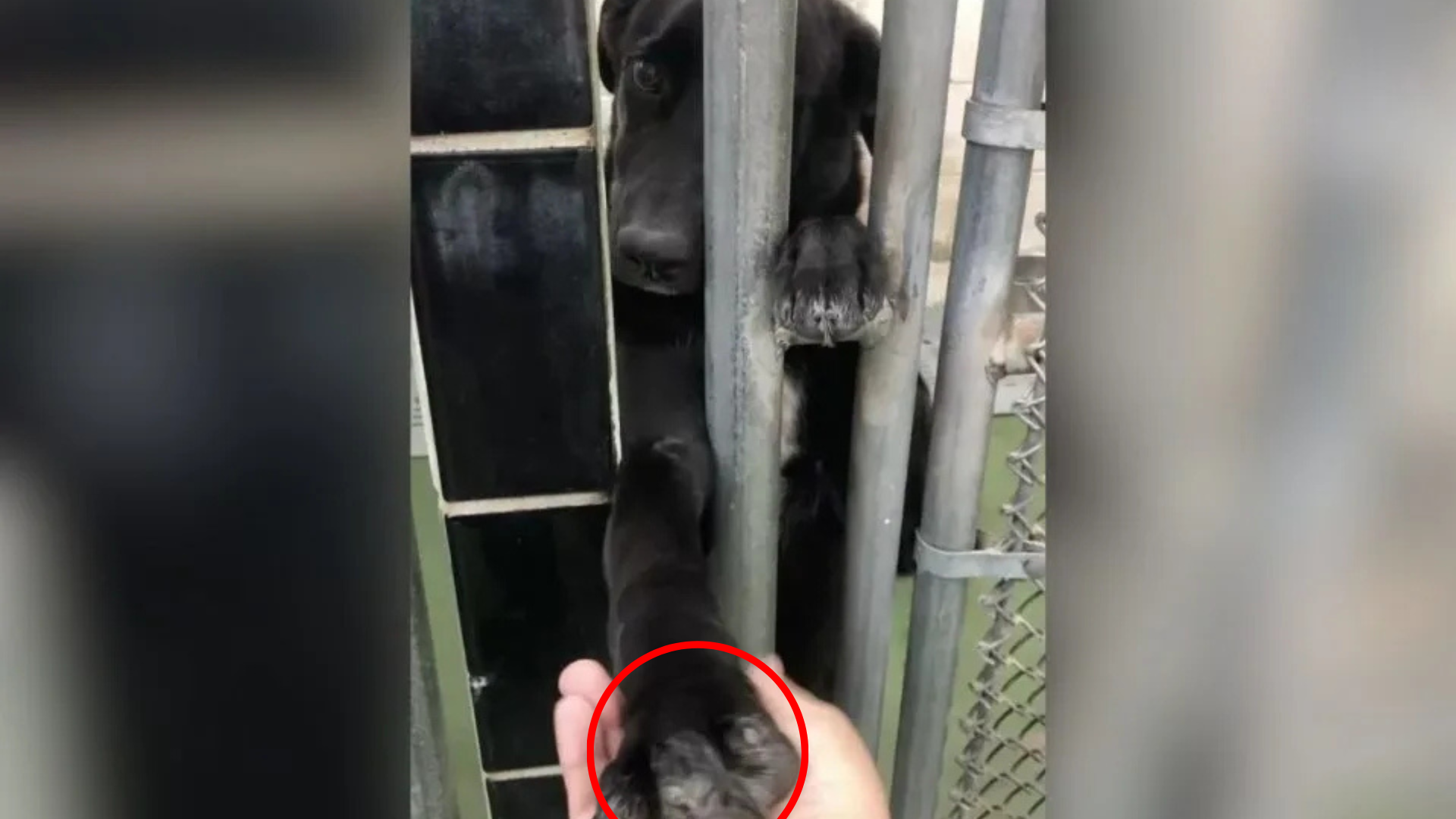 dog reaching through kennel