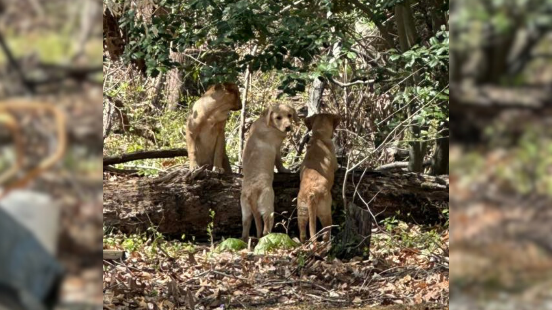 three dogs in woods