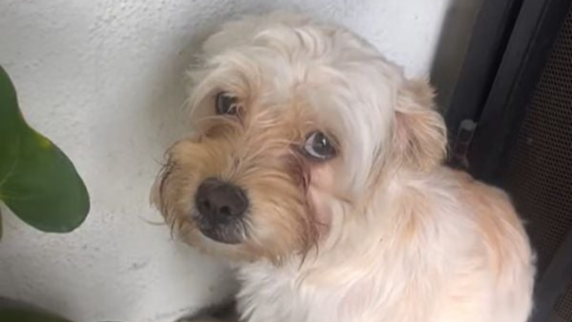 shy dog