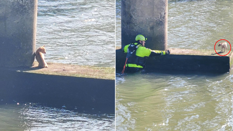 dog rescue under bridge