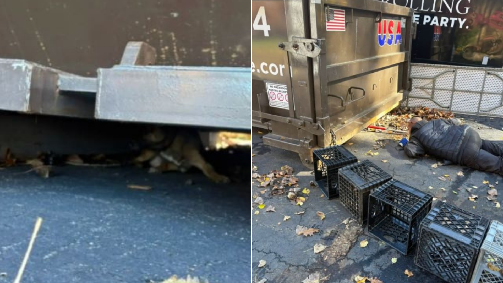 dog under truck