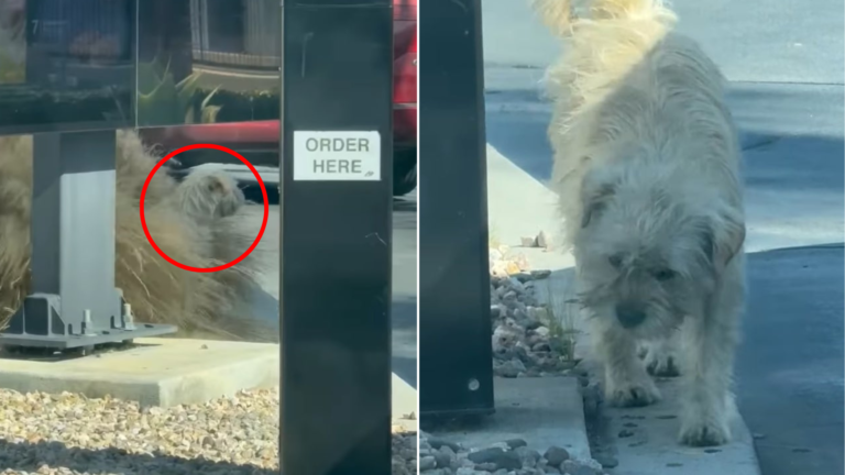 hungry stray dog