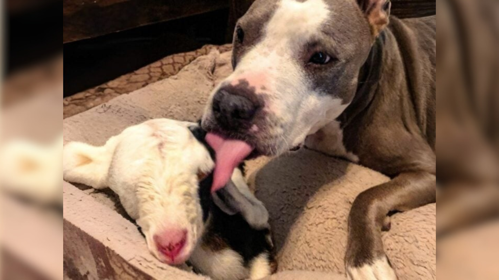 dog and small goat