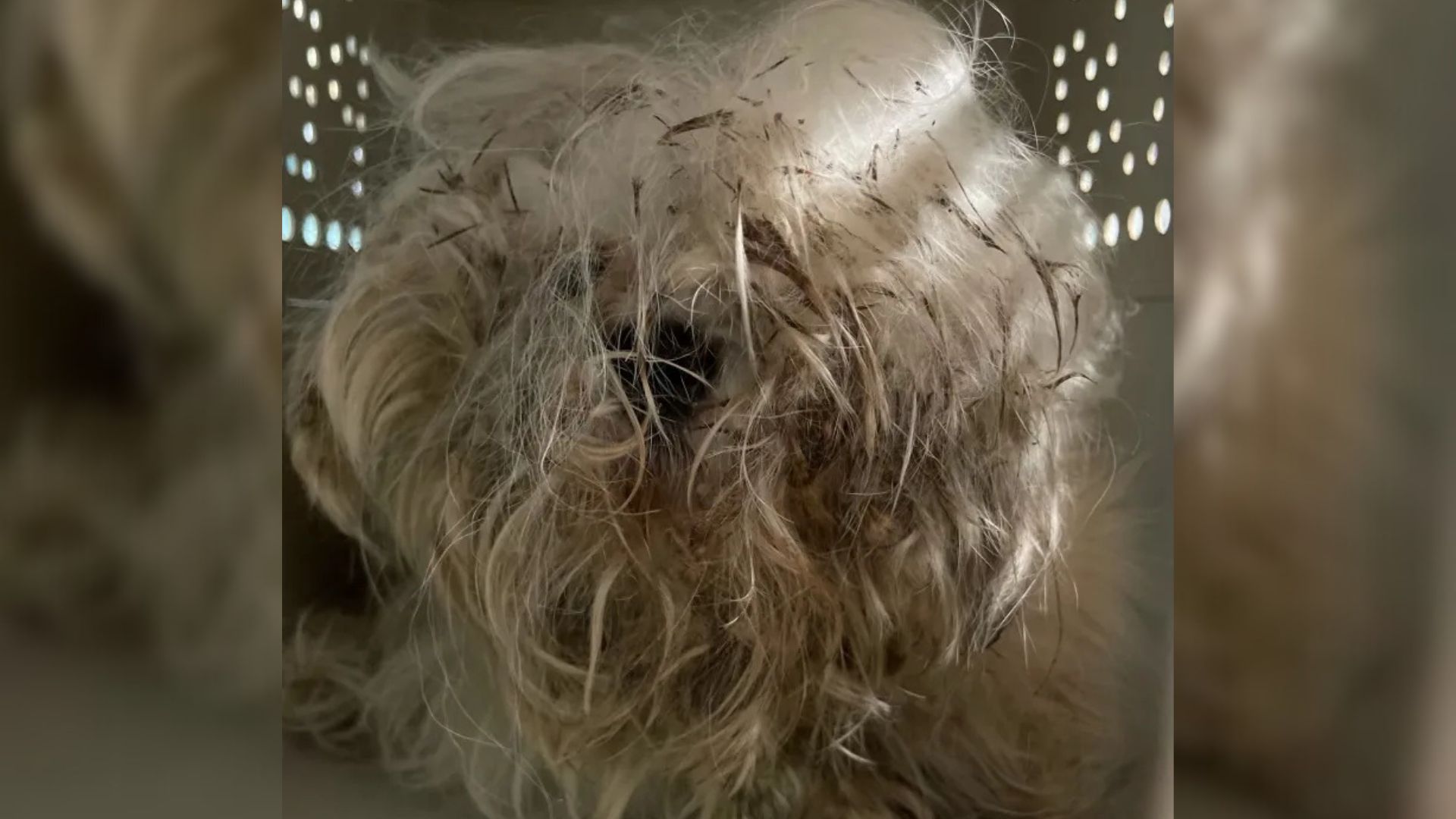 extremely matted dog