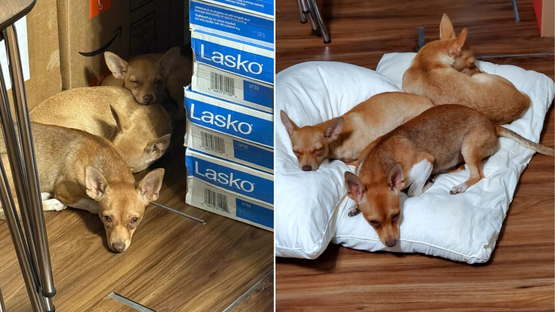 dogs on a puppy pile