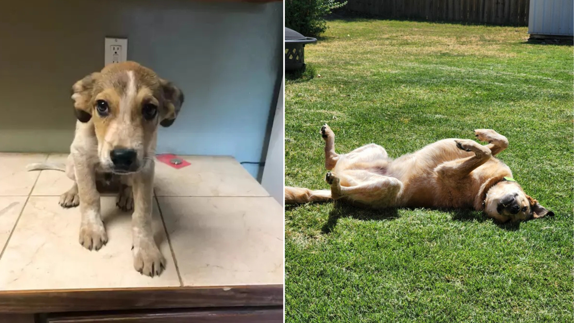 puppy grown up
