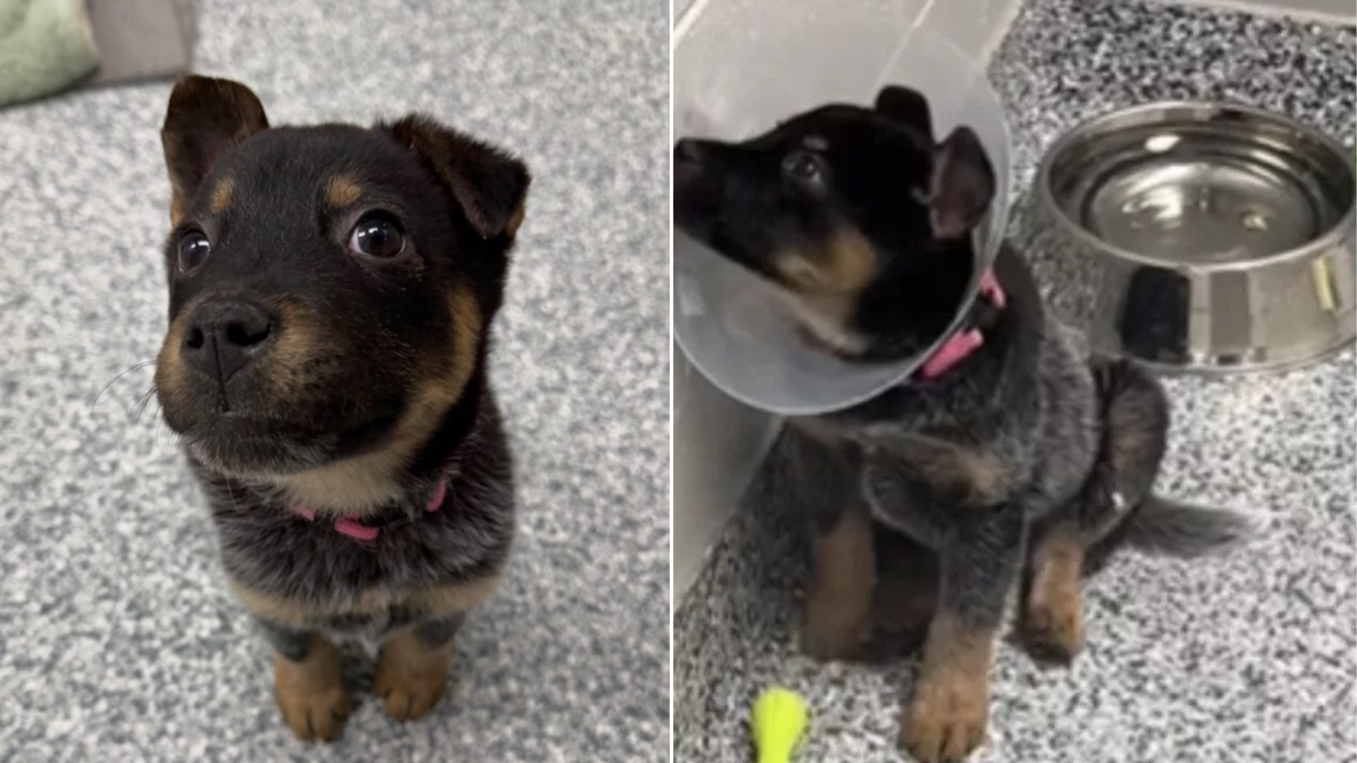 puppy with cone on head