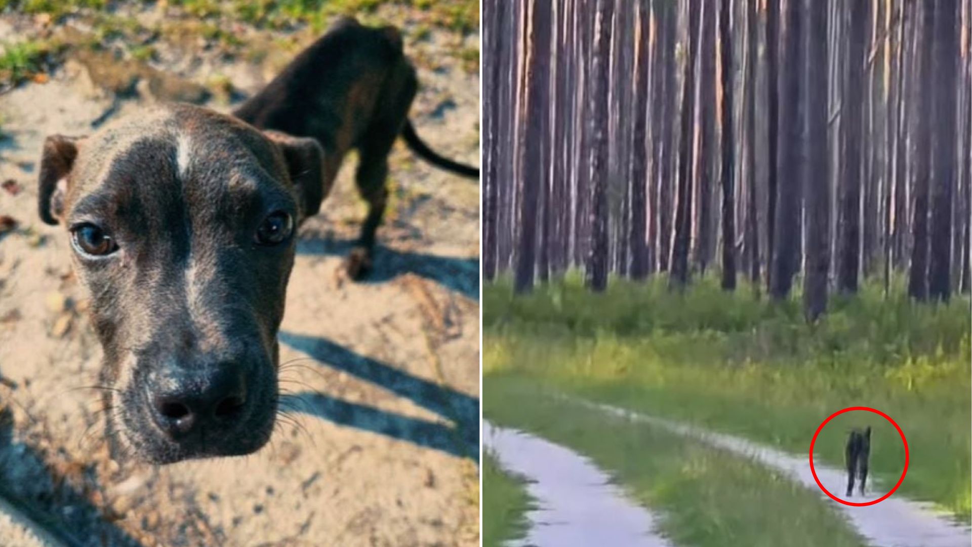 dog walking alone