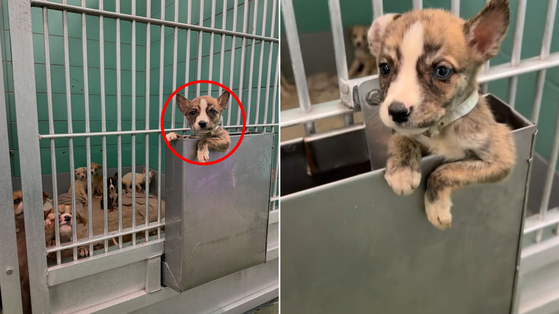 puppy in shelter