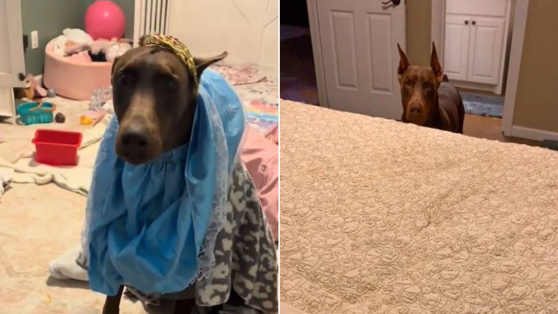 funny Doberman