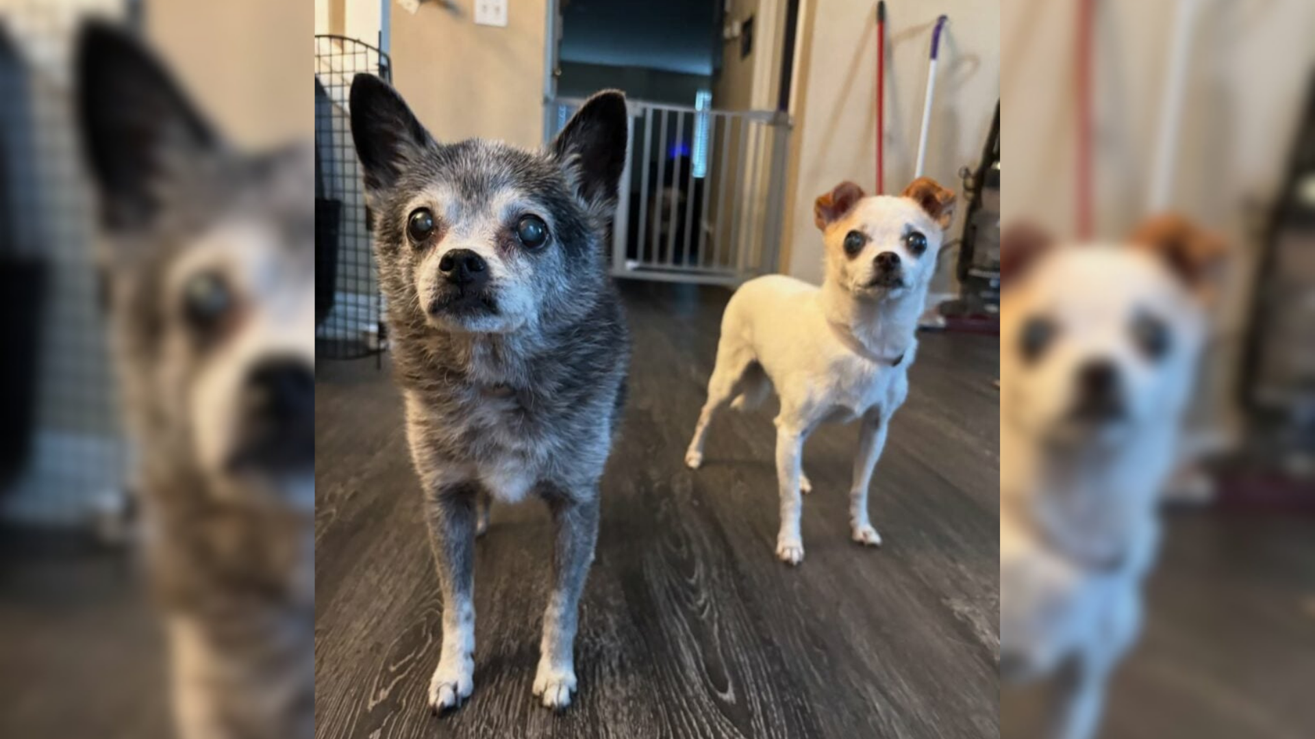 two small dogs