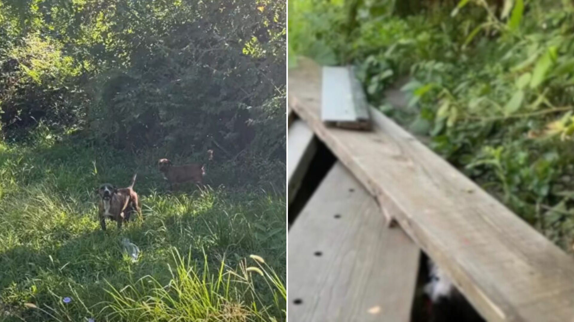 dogs in wilderness