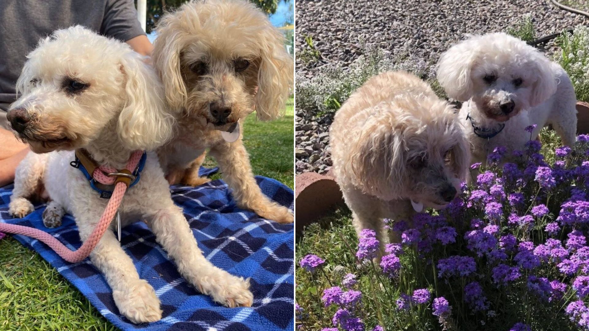 two elderly dogs