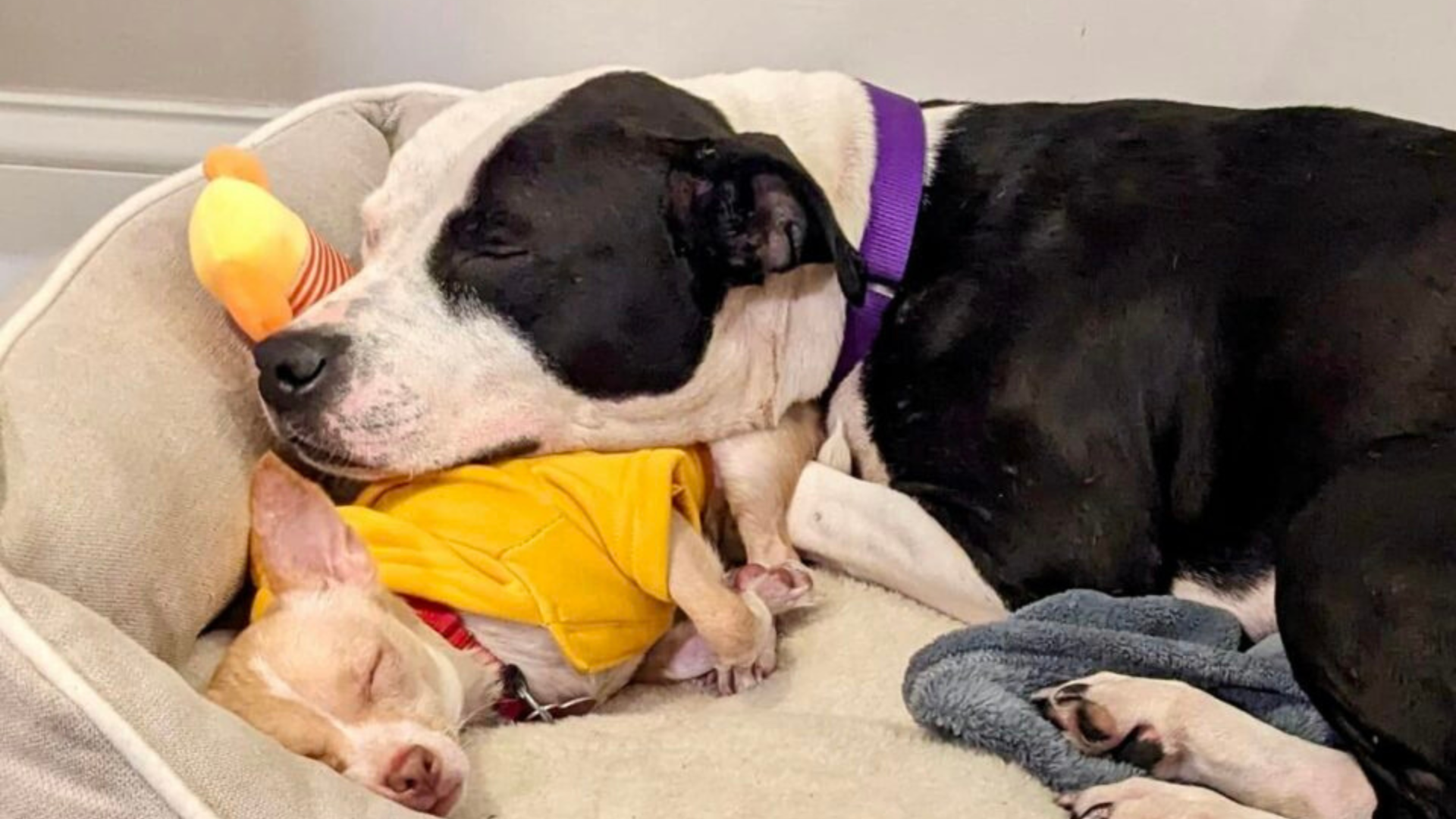 two dogs sleeping in bed