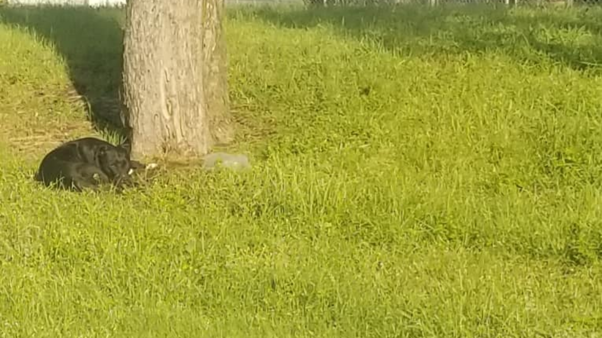 dog lying next to a tree