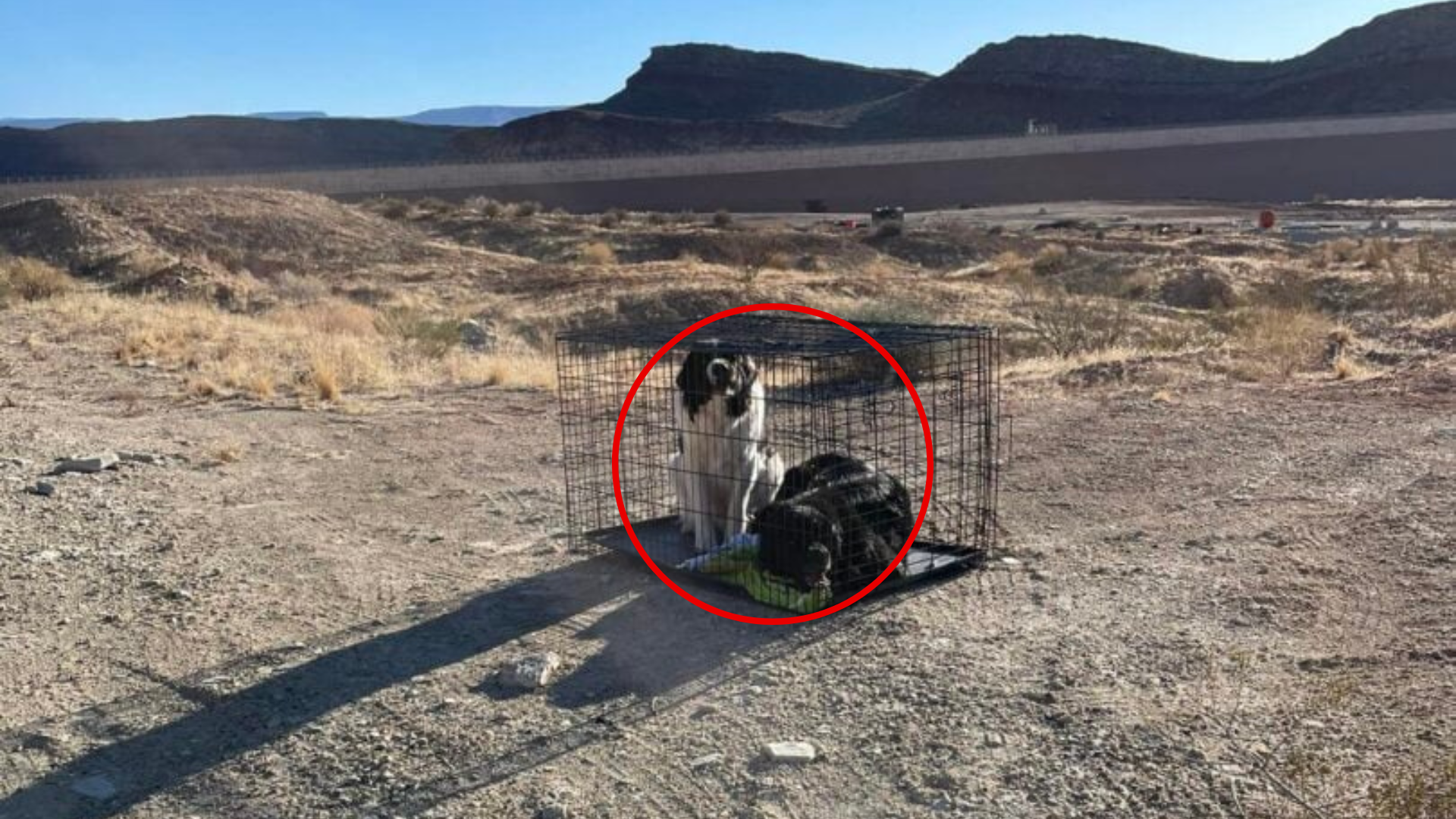 dogs inside a cage in the desert