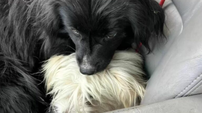 black dog and white dog