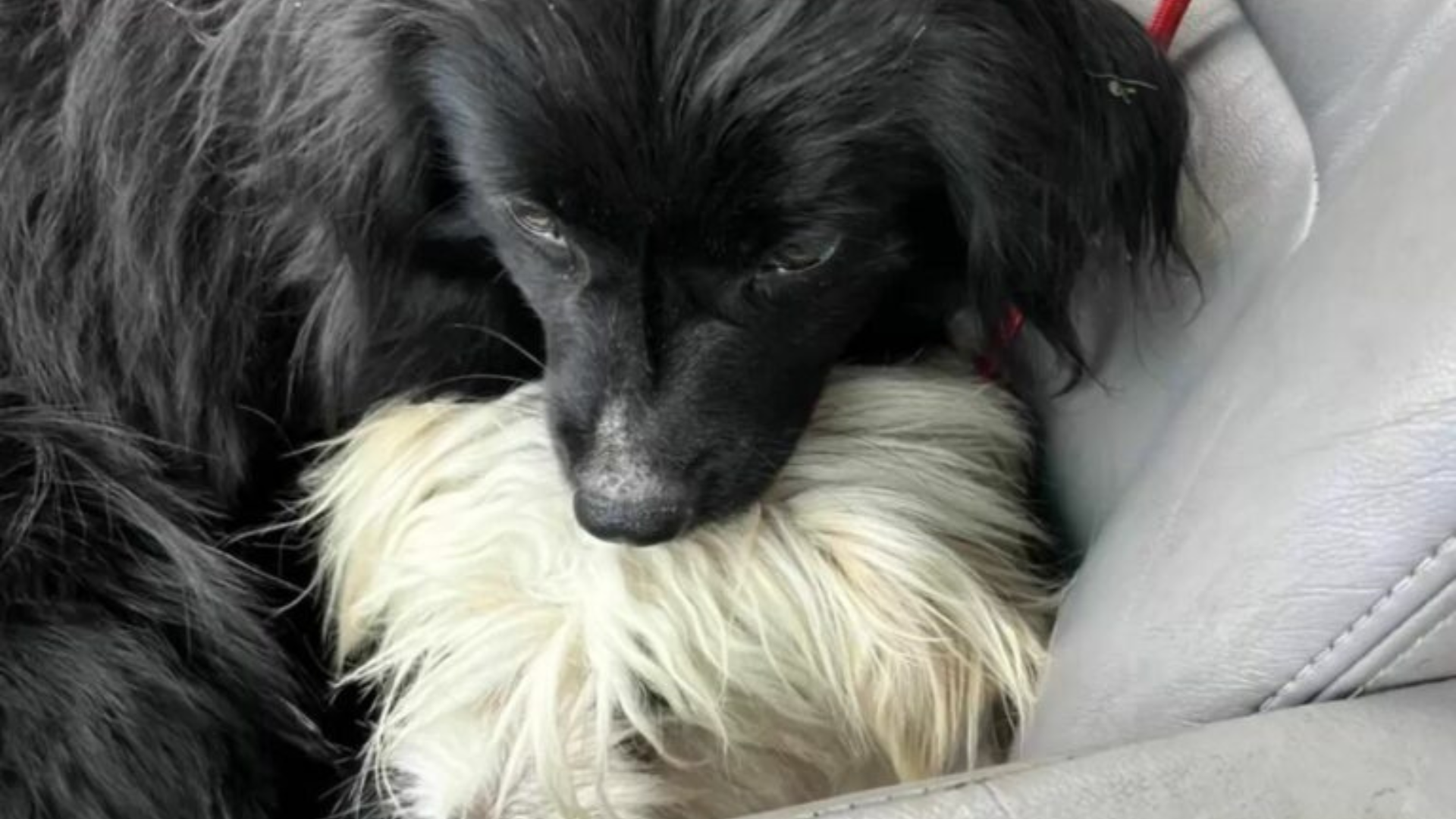 black dog and white dog