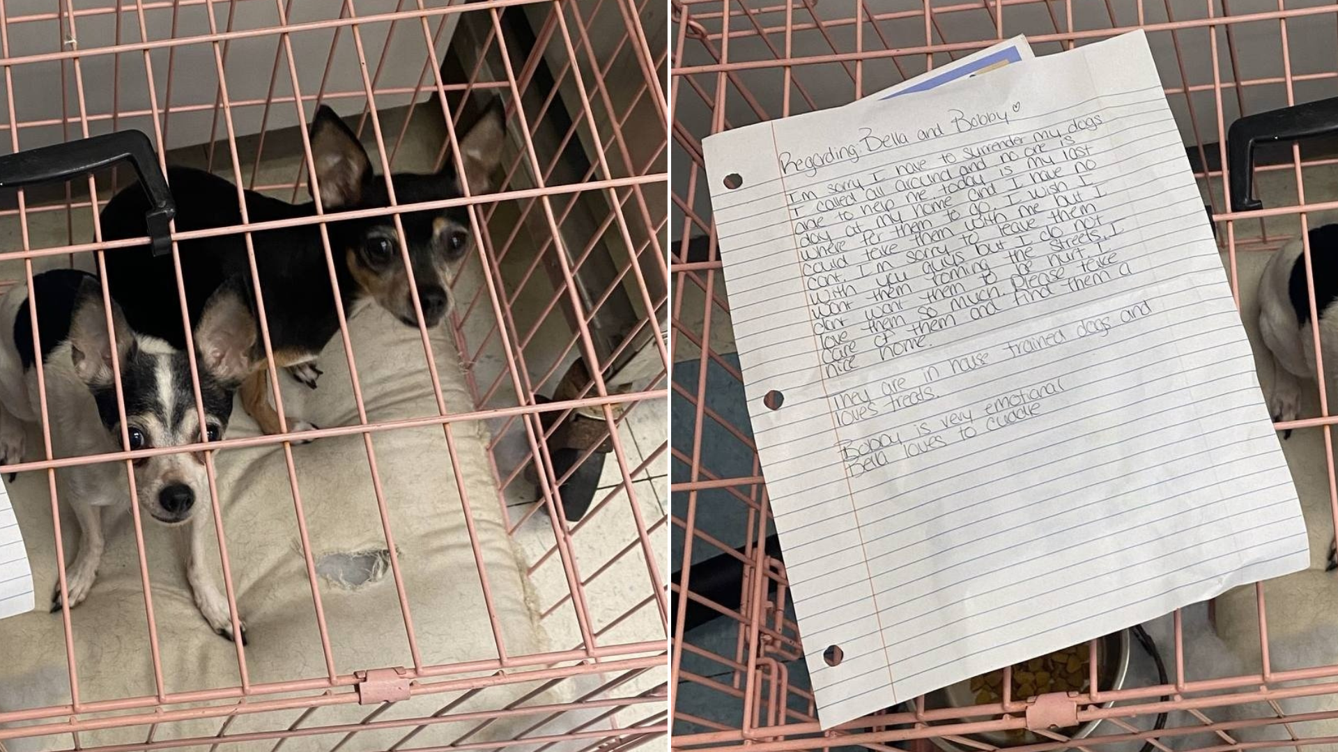 two dogs in cage with note