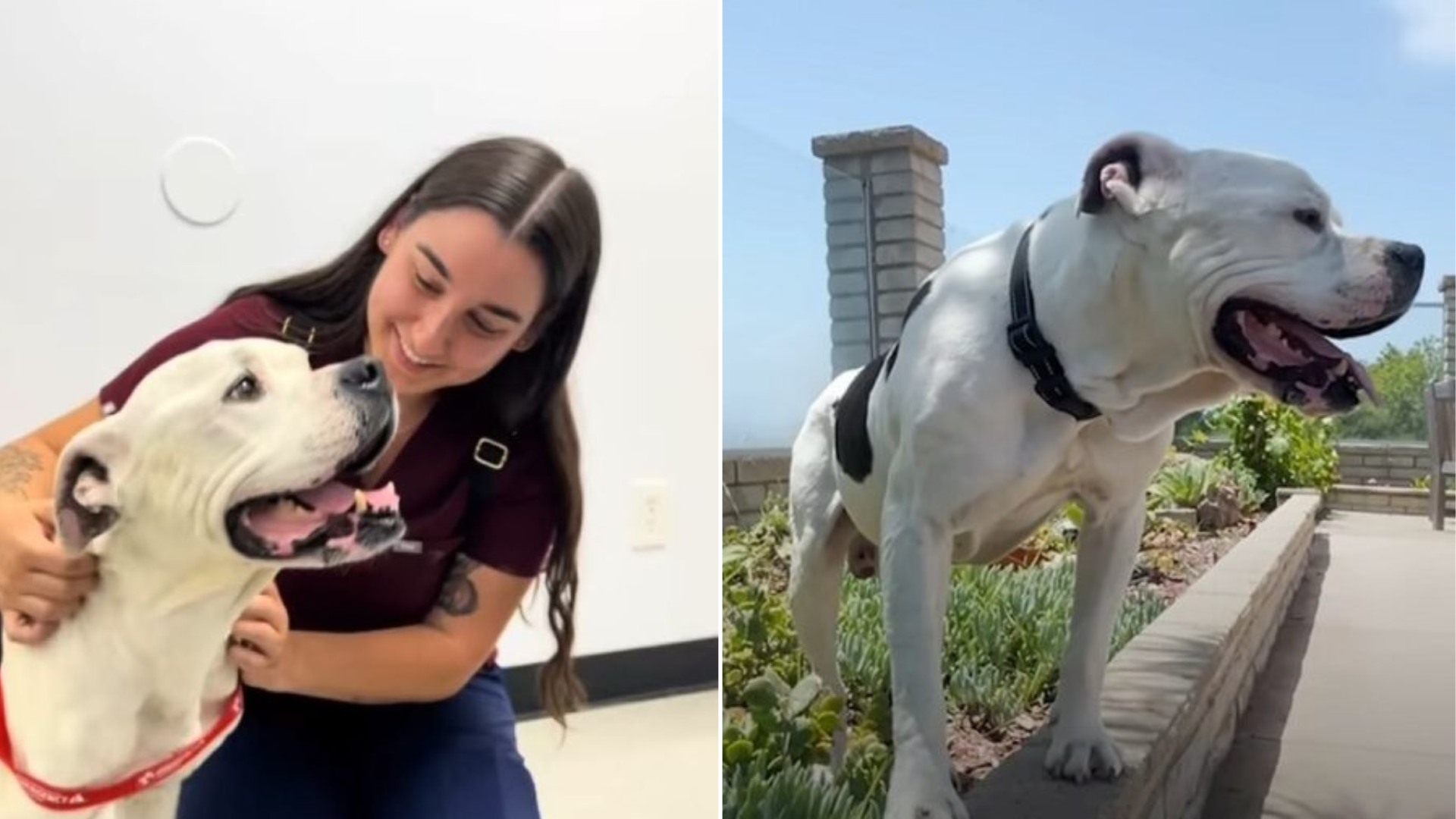 woman with pit bull dog