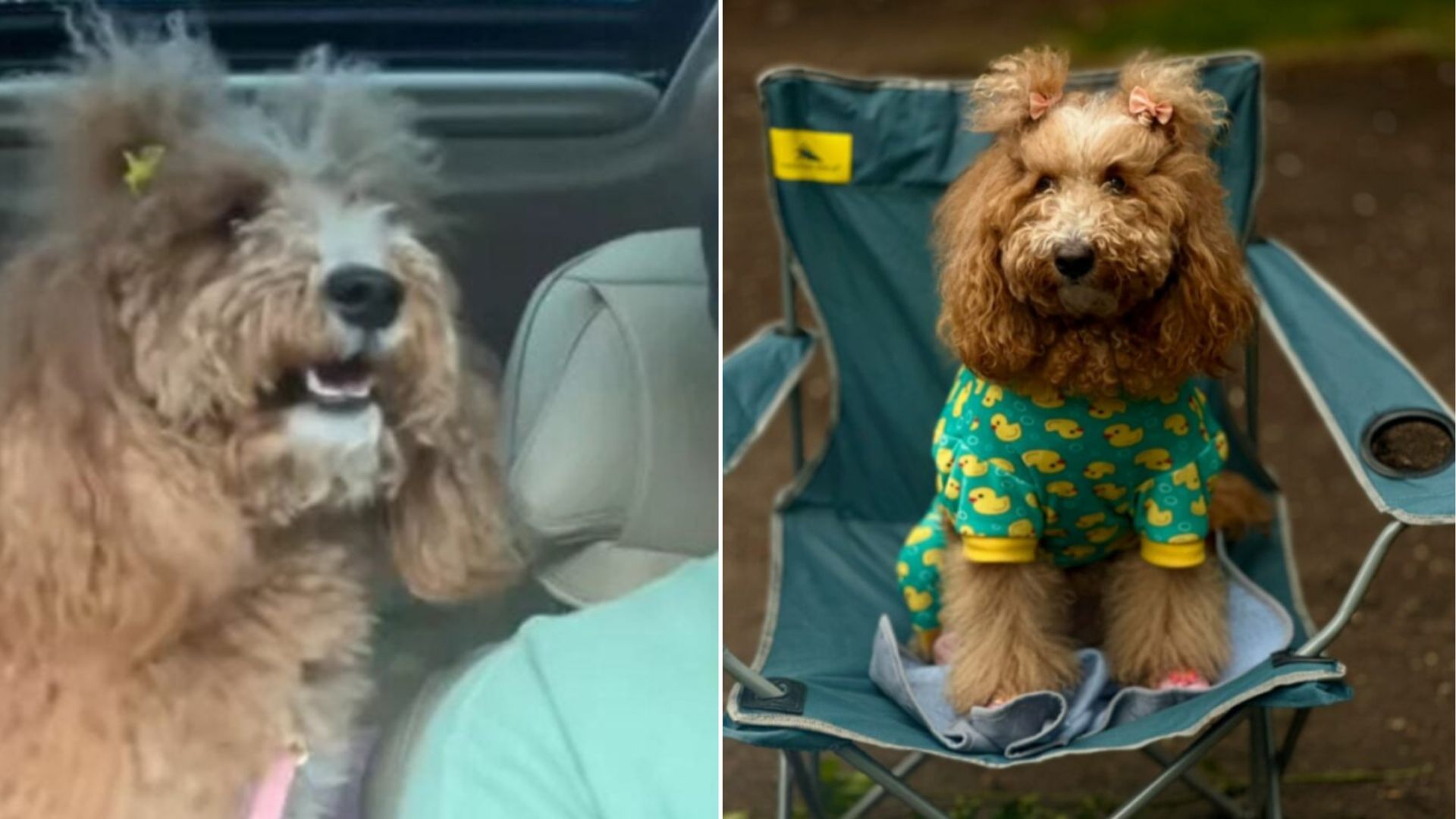 happy dog