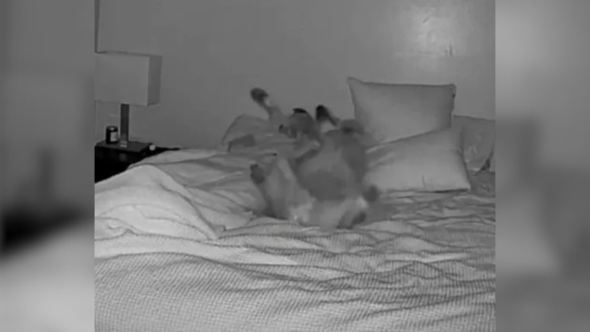 dog lying on bed