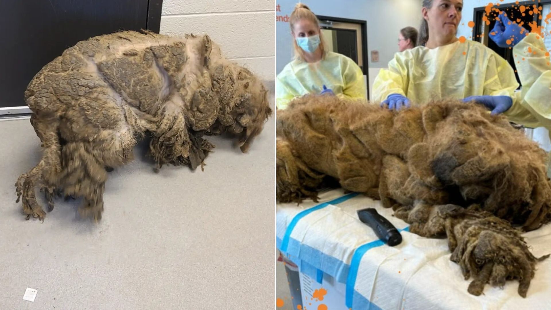 dog with matted mats