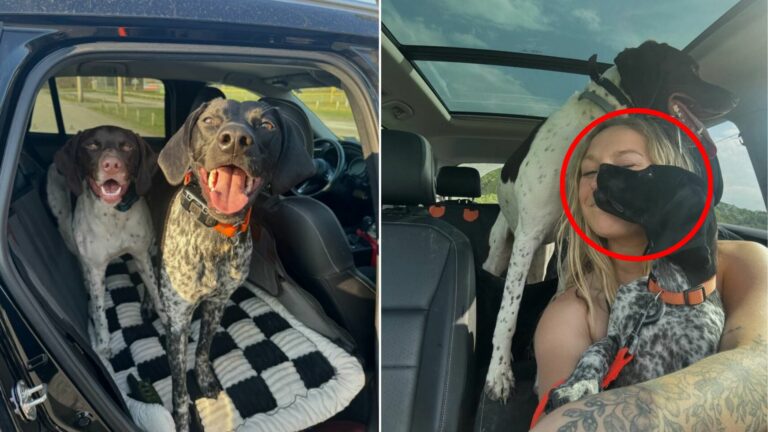 dogs in car