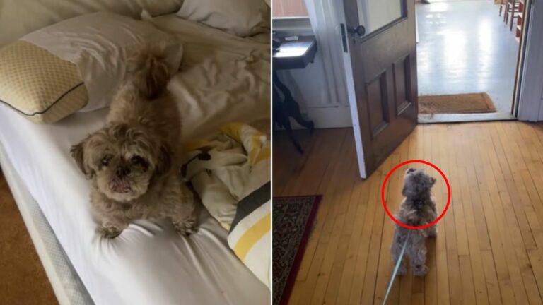 very cute dog in house