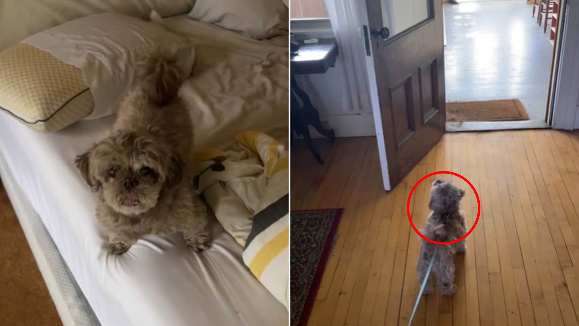 very cute dog in house