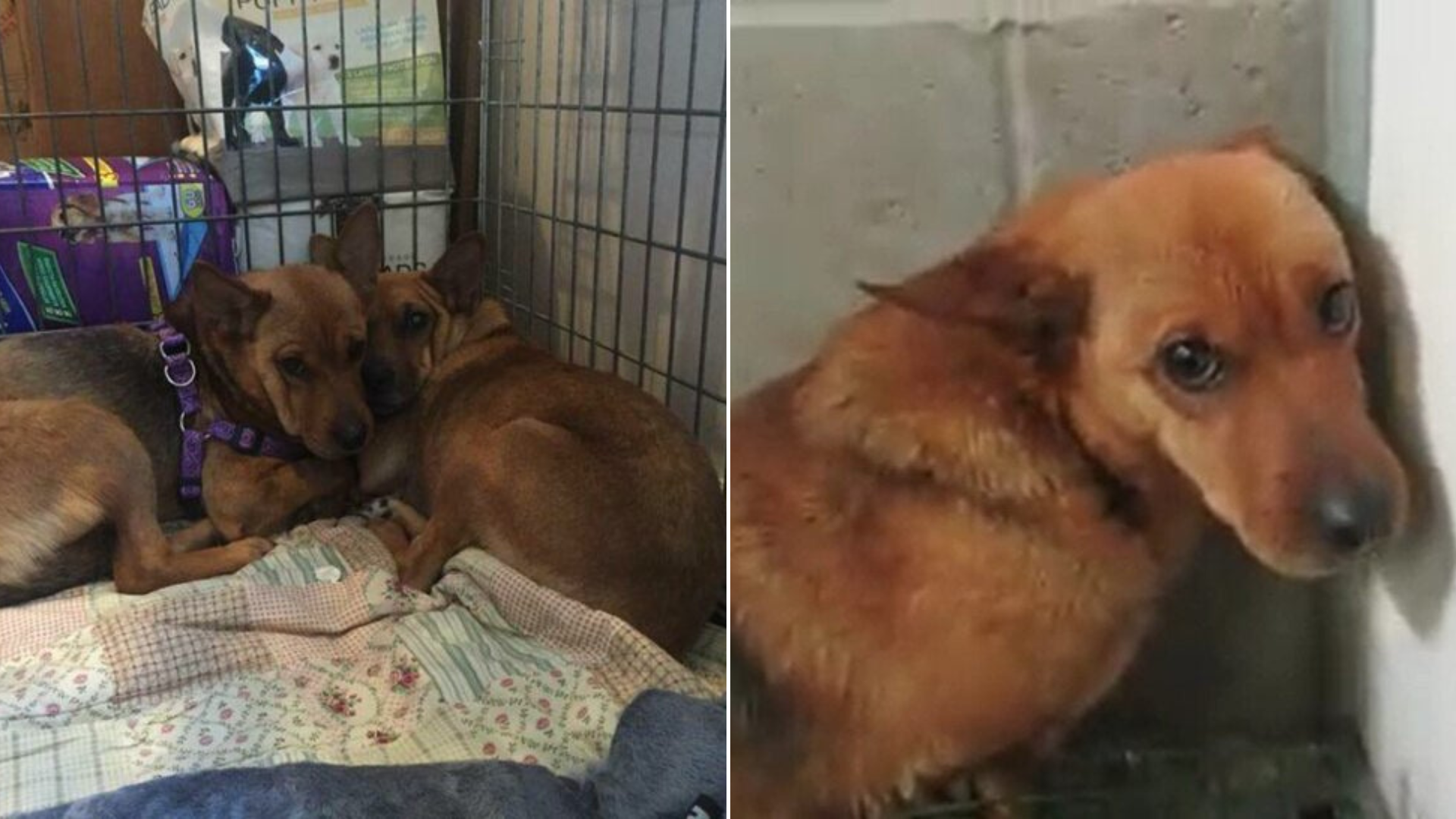 scared shelter dogs