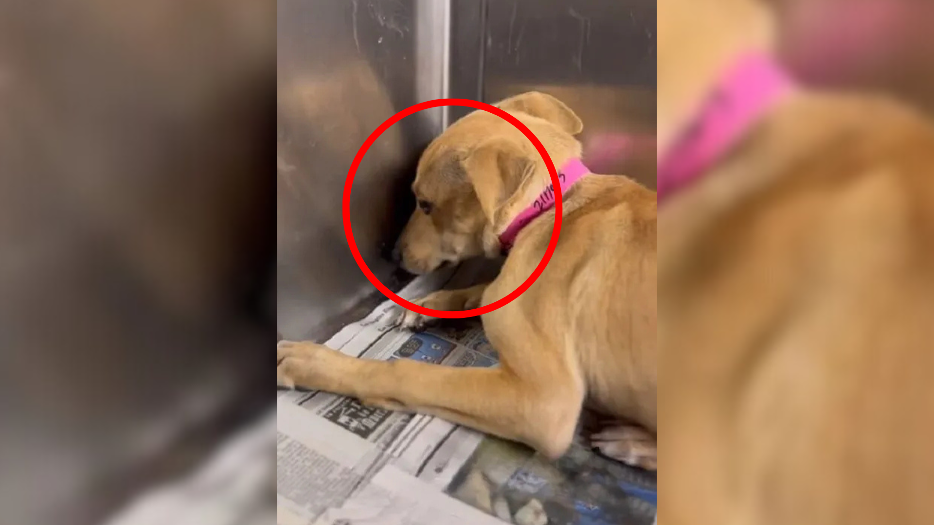 dog facing kennel wall