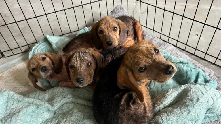 sweet puppies in cage