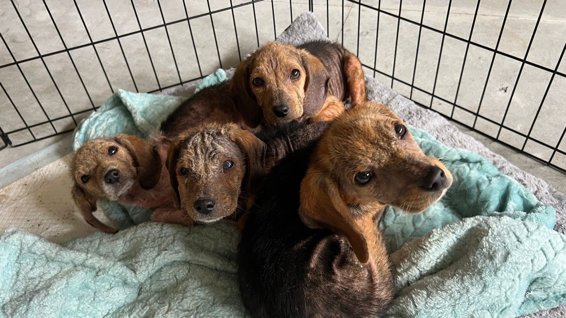 sweet puppies in cage