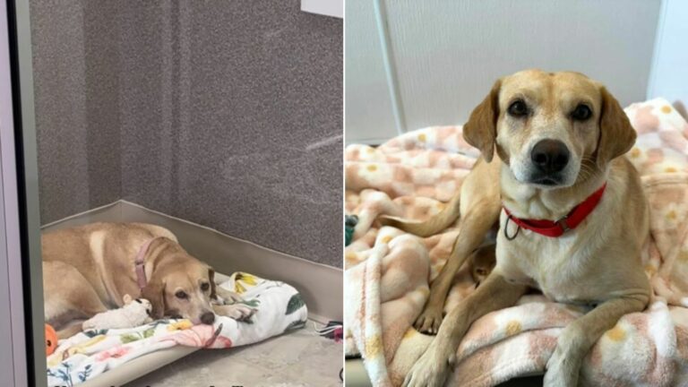 sad dog in shelter