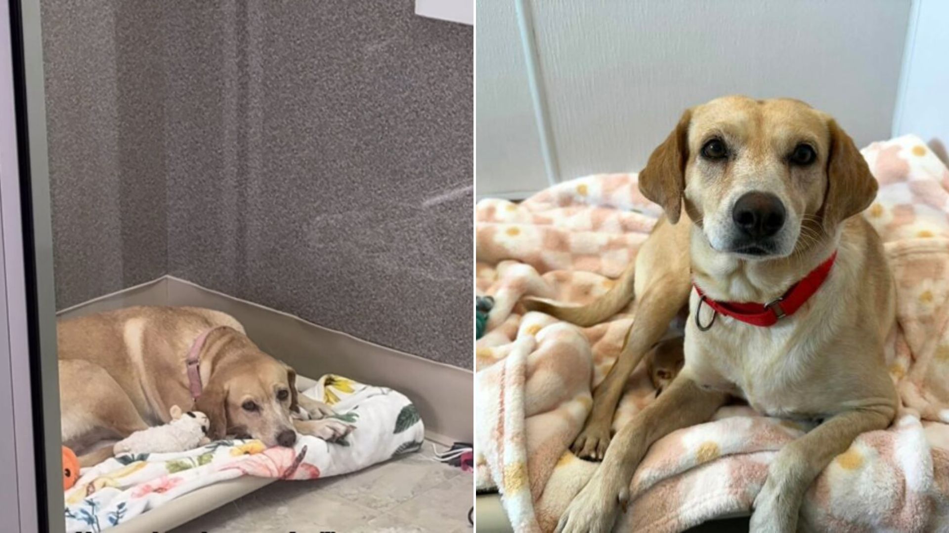 sad dog in shelter