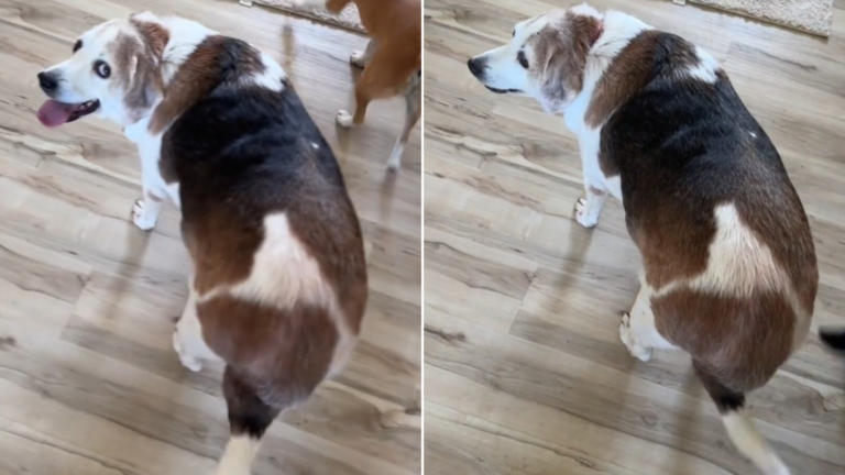 overweight dog