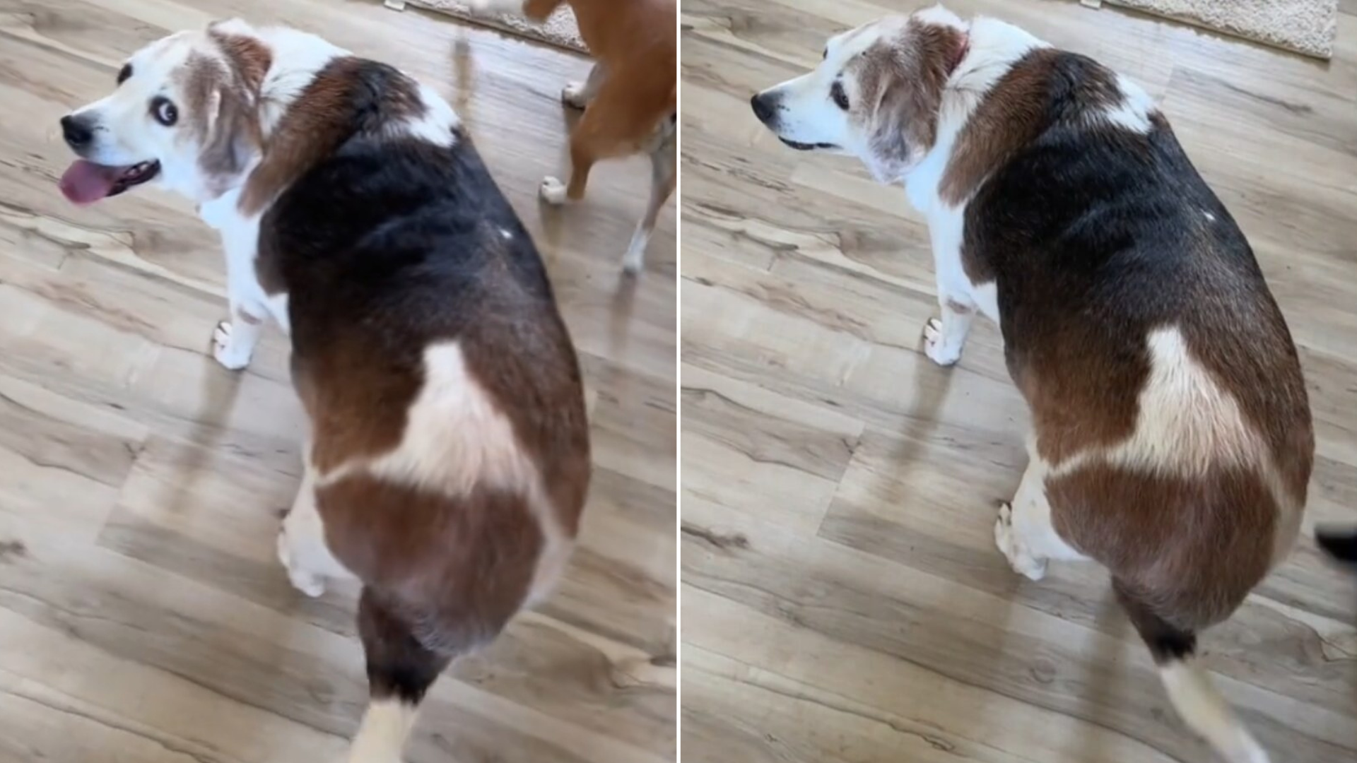 overweight dog