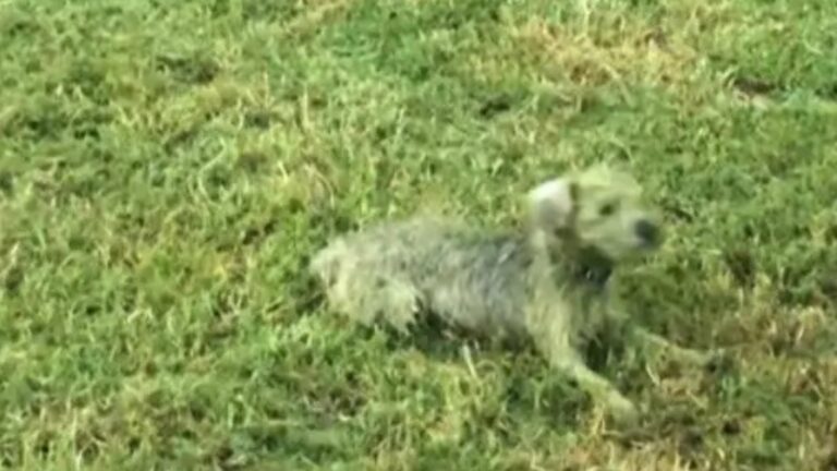 green puppy