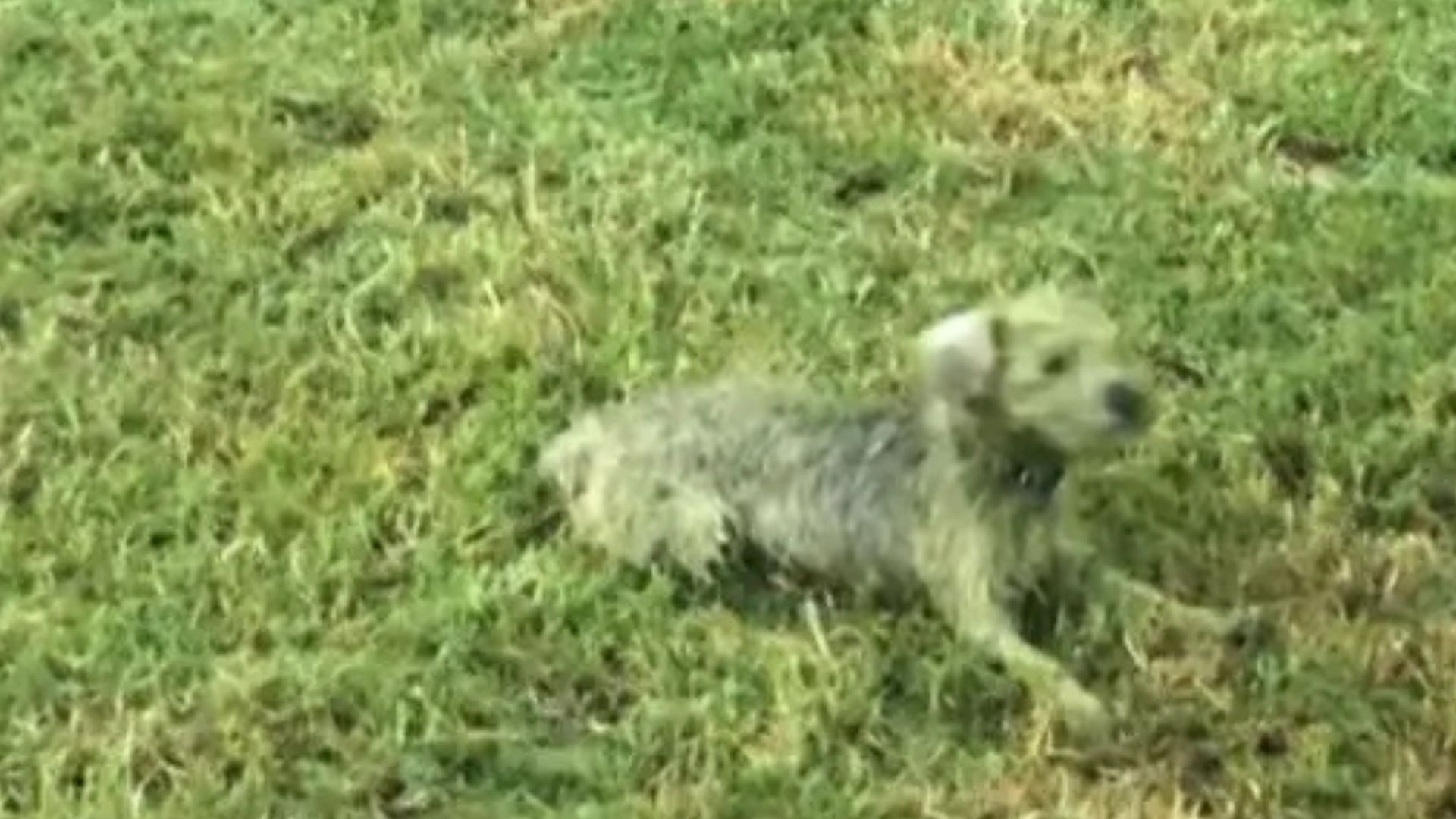 green puppy