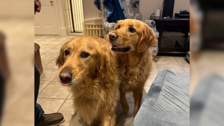 two sweet golden Retrievers
