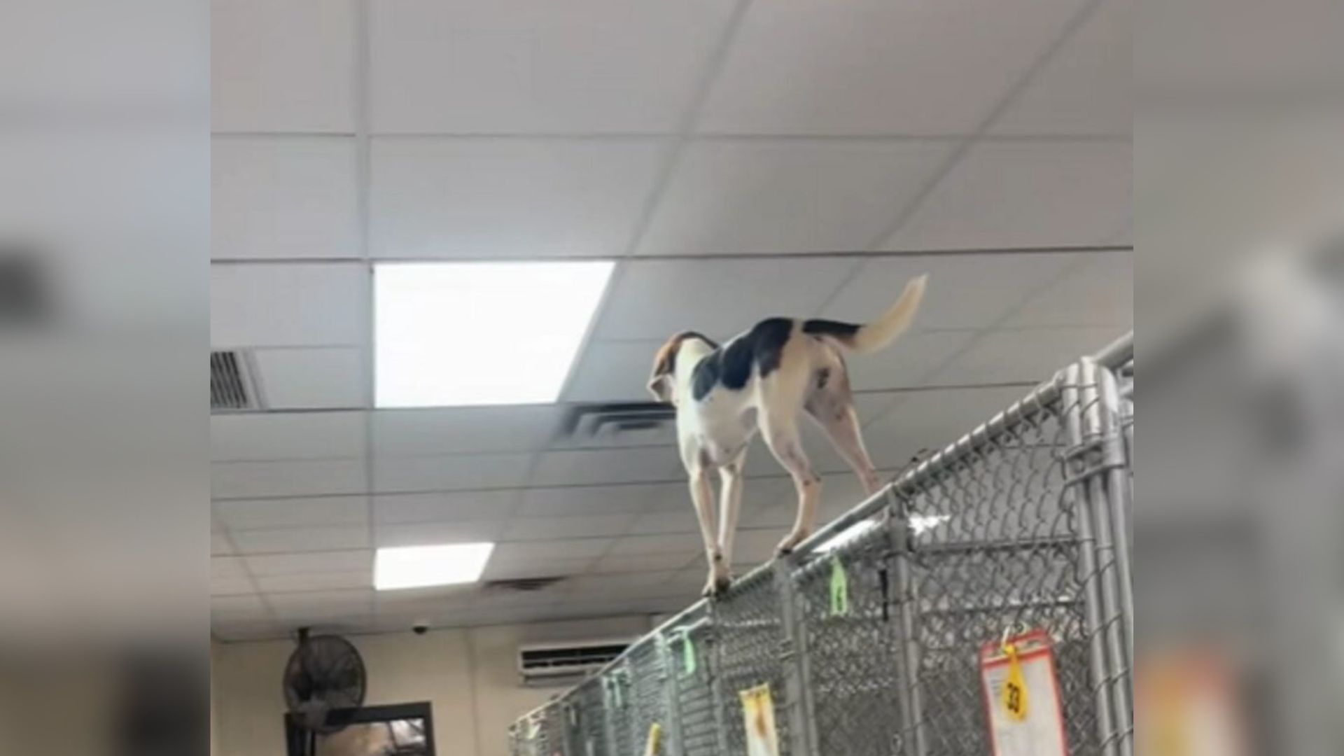 desperate dog