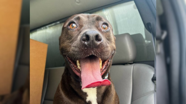 dog with cute face