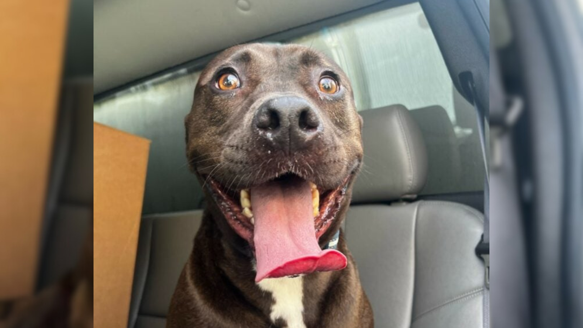 dog with cute face