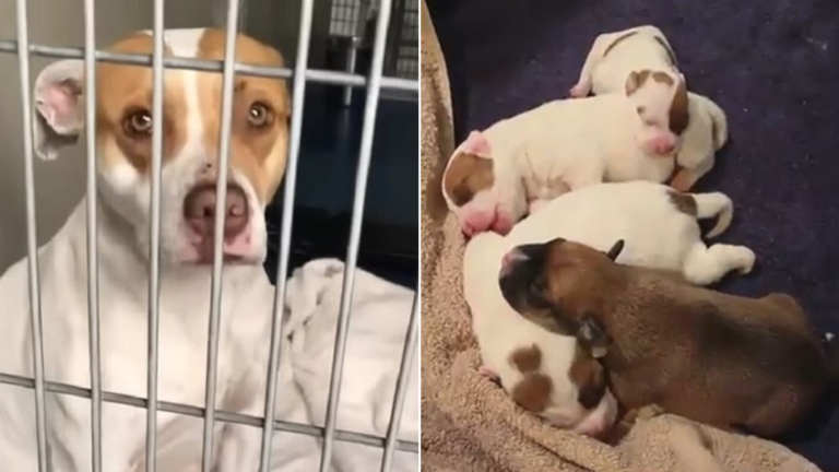 shelter dog with puppies