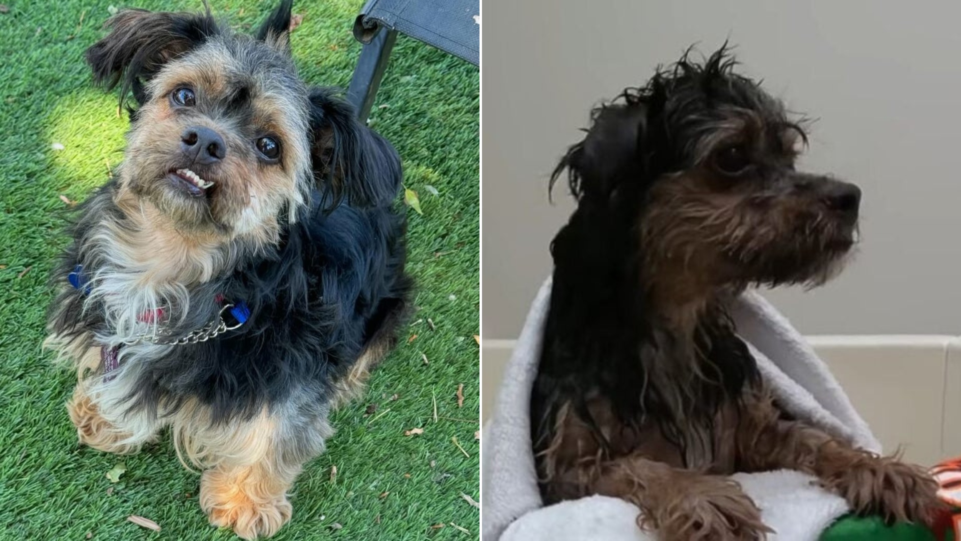 cute dog with underbite