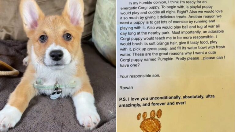 dog and letter